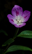 Clarkia amoena, Farewell To Spring